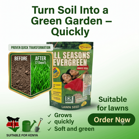 Premium All Season Lawn Grass Seeds – Fast Growing Evergreen Grass for Garden & Landscape