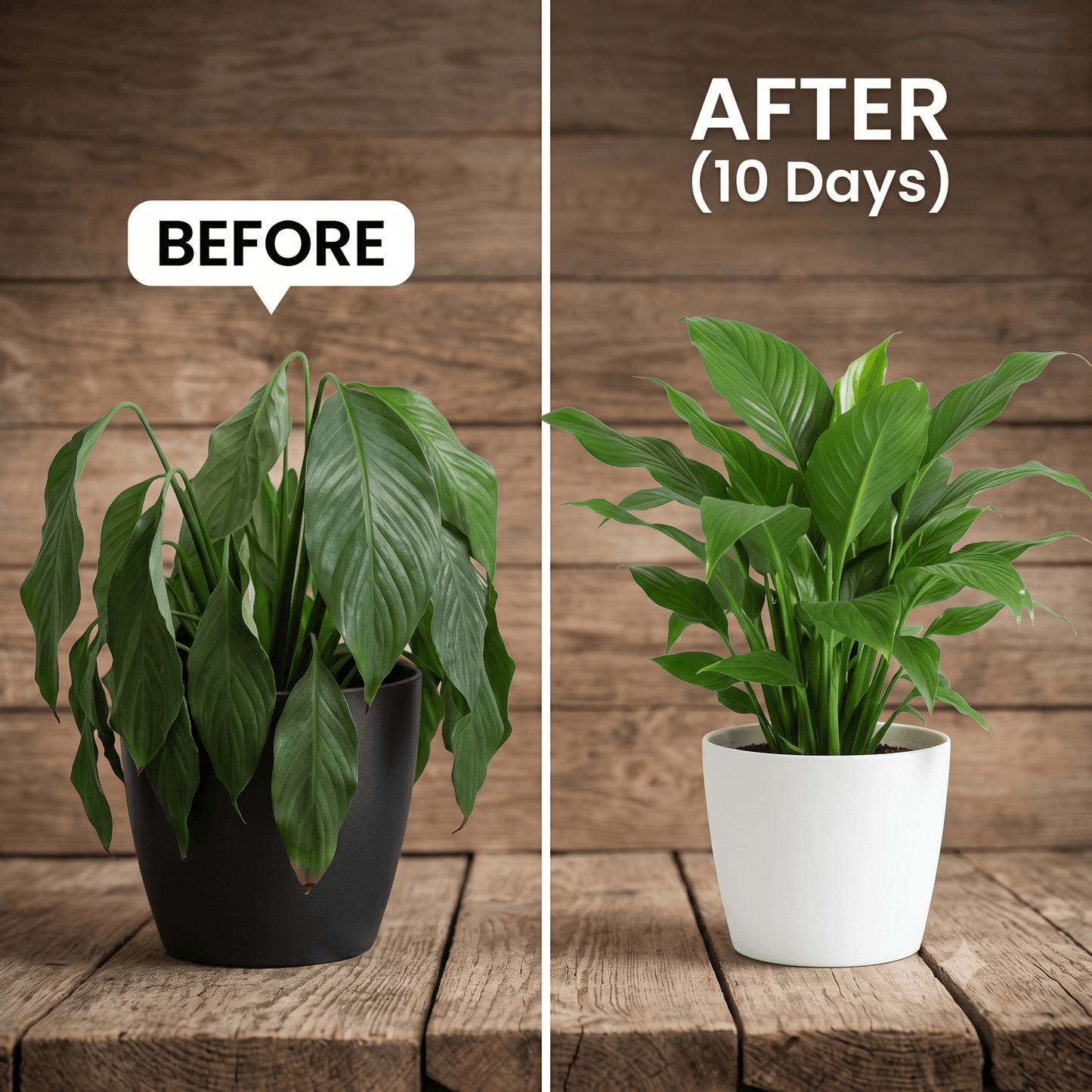 Plant Growth Enhancer Supplement 50ml (Pack of 2)
