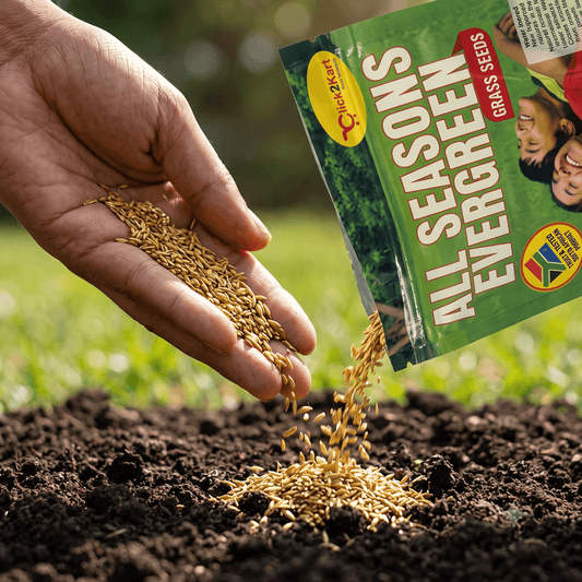 Premium All Season Lawn Grass Seeds – Fast Growing Evergreen Grass for Garden & Landscape