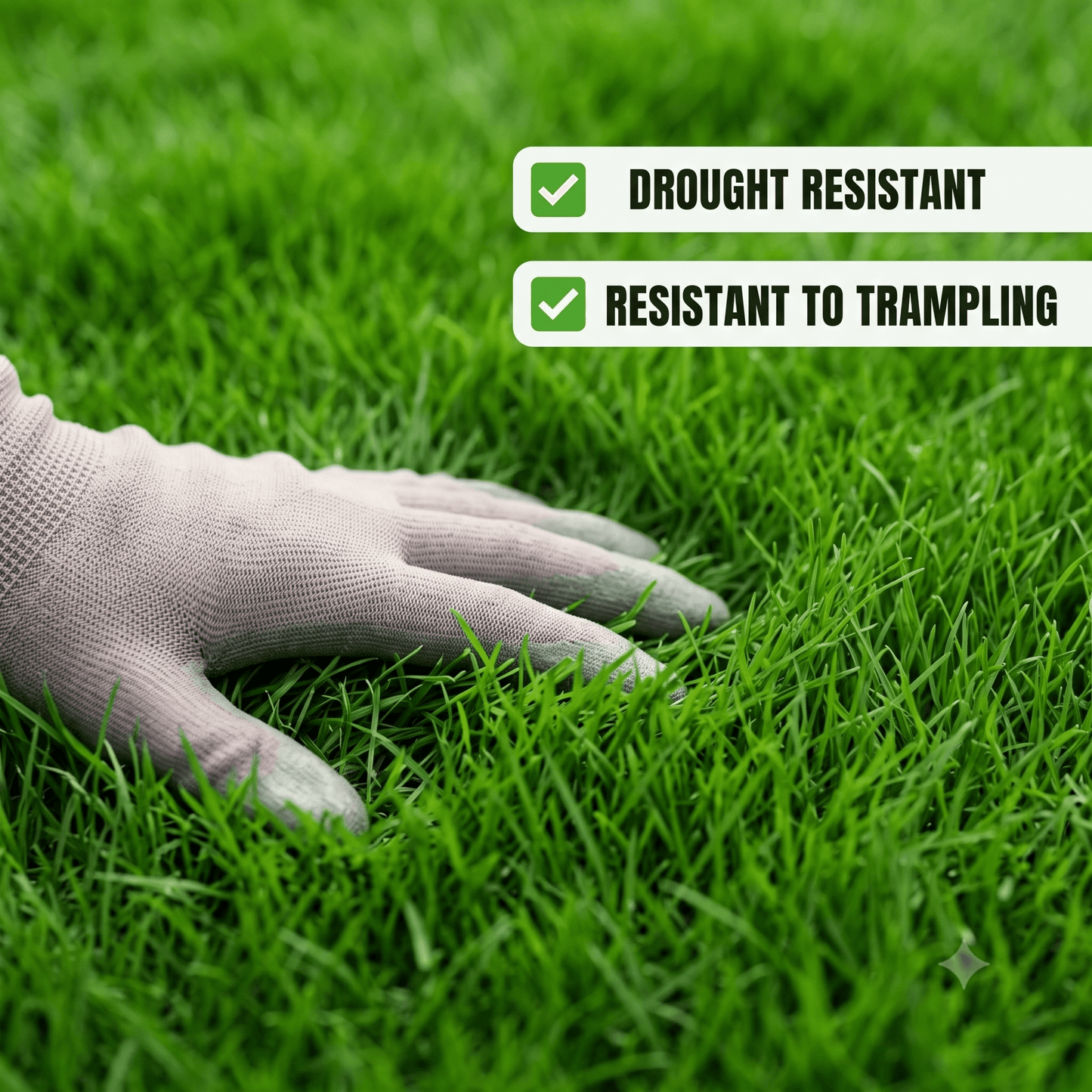 Premium All Season Lawn Grass Seeds – Fast Growing Evergreen Grass for Garden & Landscape